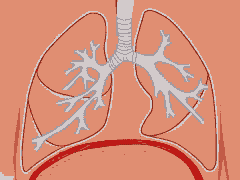 diaphragm and lungs